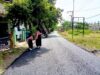 BKKD Bojonegoro 2025 Dorong Ekonomi Desa, Jalan Sidomulyo Kedungadem Kini Lancar IMG 20260107 WA0015