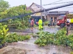 Cuaca Ekstrem Terjang Lamongan, Polisi Evakuasi Pohon Tumbang di Dua Lokasi IMG 20260113 WA0007