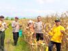 Polisi Kanor Bojonegoro Kawal Petani dari Tanam hingga Panen, Hasil Jagung Menggembirakan IMG 20260120 WA0016