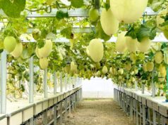 Wisata Melon di Bojonegoro, Ini Cerita Sukses Surgantara Farm IMG 20260208 WA0000