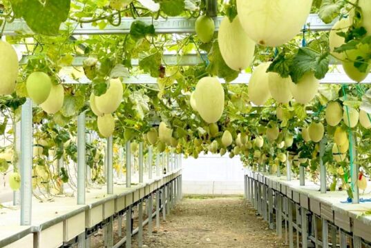 Wisata Melon di Bojonegoro, Ini Cerita Sukses Surgantara Farm IMG 20260208 WA0000