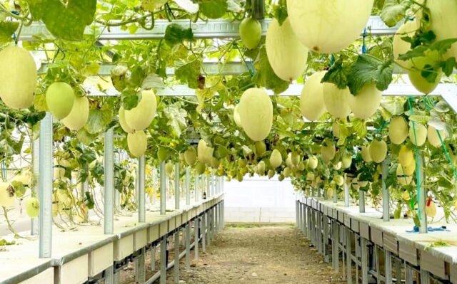 IMG-20260208-WA0000 IMG 20260208 WA0000