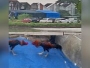 Dugaan Judi Sabung Ayam di Wilayah Polsek Sedati Sidoarjo, Warga Minta Kapolda Turun Tangan IMG 20260209 WA0006