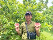 Wisata Petik Buah di Ngasem Bojonegoro, Jambu Kristal Merah Jadi Primadona IMG 20260209 WA0015