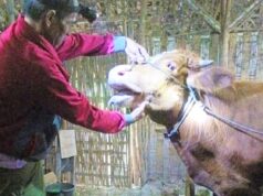 Bojonegoro Siaga PMK, Ada Gejala Peternak Diminta Cepat Lapor IMG 20260210 WA0030