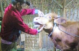 Bojonegoro Siaga PMK, Ada Gejala Peternak Diminta Cepat Lapor IMG 20260210 WA0030