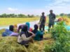 Langkah Cepat Babinsa, Produktivitas Padi Lamongan Dijaga IMG 20260301 WA0025