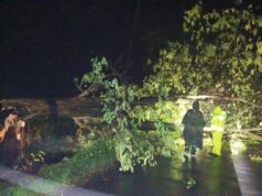 Aksi Sat-Set Polsek Bluluk: Evakuasi Pohon Tumbang di Tengah Hujan Deras Lamongan IMG 20260311 WA0005