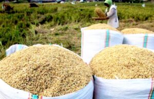 DKPP Bojonegoro Sidak Lokasi Panen, Pastikan Harga Gabah Petani Tetap Stabil IMG 20260313 WA0038