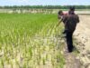 Petani Bojonegoro Meninggal Mendadak di Sawah, Ini Kronologinya IMG 20260322 WA0045