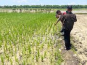 Petani Bojonegoro Meninggal Mendadak di Sawah, Ini Kronologinya IMG 20260322 WA0045
