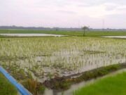 Musim Tanam Dimulai, Petani Bojonegoro Andalkan Hujan Setelah Kekeringan IMG 20260326 WA0030