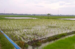 Musim Tanam Dimulai, Petani Bojonegoro Andalkan Hujan Setelah Kekeringan IMG 20260326 WA0030