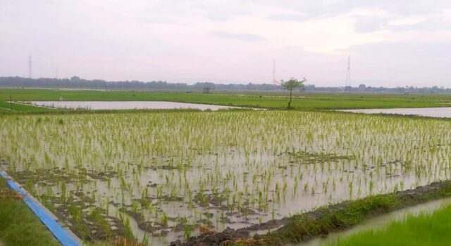 Musim Tanam Dimulai, Petani Bojonegoro Andalkan Hujan Setelah Kekeringan IMG 20260326 WA0030