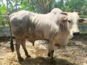 Sapi PO Bojonegoro Makin Diburu, Ini Rahasia Keunggulannya IMG 20260330 WA0029