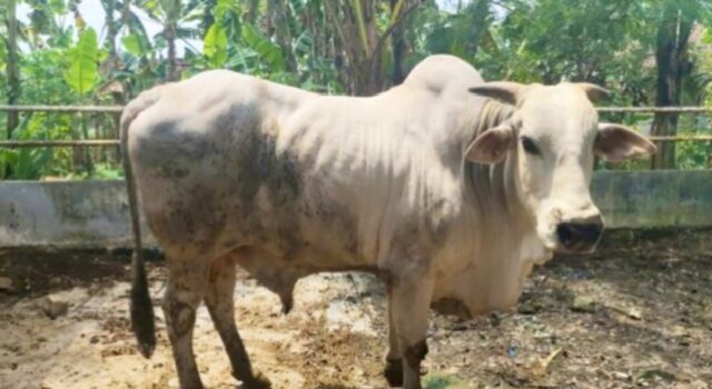 Sapi PO Bojonegoro Makin Diburu, Ini Rahasia Keunggulannya IMG 20260330 WA0029