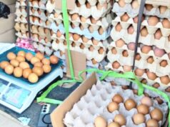 Setiap Jumat, Disnakkan Bojonegoro Jadi Pusat Telur Murah Berkualitas IMG 20260416 WA0000