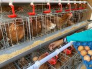 Raup Cuan dari Telur, Ini Strategi Gayatri Tingkatkan Ekonomi Warga Bojonegoro IMG 20260506 WA0008