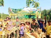 Jagung Menguning Siap Panen, Koramil Sugio Lamongan Jadi Motor Ketahanan Pangan IMG 20260512 WA0015