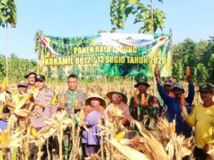 Jagung Menguning Siap Panen, Koramil Sugio Lamongan Jadi Motor Ketahanan Pangan IMG 20260512 WA0015