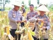 Panen Jagung Serentak di Blora Berlangsung Meriah, Polri Perkuat Ketahanan Pangan Nasional IMG 20260517 WA0002