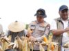 Polri Hadir untuk Petani, Polres Bojonegoro Ikuti Panen Raya Jagung Nasional IMG 20260517 WA0017