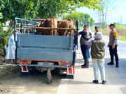 Perbatasan Jombang-Lamongan Dijaga Ketat, Ternak Dicek Jelang Idul Adha IMG 20260518 WA0016