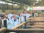 Kisah Warianto Peternak Bojonegoro, Dari 8 Kambing Kini Miliki 90 Ekor Sapi IMG 20260526 WA0011