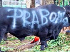 Presiden Prabowo Tebar 1.098 Sapi Kurban Premium ke Seluruh Indonesia IMG 20260527 WA0002