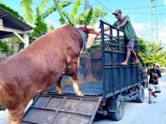 Bangga, Sapi Asal Kalitidu Bojonegoro Terpilih Jadi Kurban Presiden Prabowo IMG 20260527 WA0017
