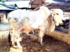 Sapi PO Unggulan Bojonegoro Jadi Kurban Bupati Wahono, Bobotnya Capai 612 Kilogram IMG 20260528 WA0003