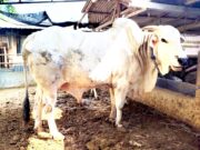 Sapi PO Unggulan Bojonegoro Jadi Kurban Bupati Wahono, Bobotnya Capai 612 Kilogram IMG 20260528 WA0003