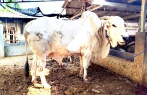 Sapi PO Unggulan Bojonegoro Jadi Kurban Bupati Wahono, Bobotnya Capai 612 Kilogram IMG 20260528 WA0003