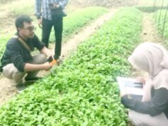 Kabar Baik Petani, Benih Tembakau Gratis Terus Disalurkan DKPP Bojonegoro IMG 20260604 WA0008