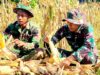 Yonif TP 885 Belibis Putih dan Warga Bojonegoro Bersatu Panen Jagung, Perkuat Ketahanan Pangan Nasional IMG 20260605 WA0001