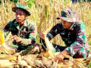 Yonif TP 885 Belibis Putih dan Warga Bojonegoro Bersatu Panen Jagung, Perkuat Ketahanan Pangan Nasional IMG 20260605 WA0001