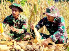 Yonif TP 885 Belibis Putih dan Warga Bojonegoro Bersatu Panen Jagung, Perkuat Ketahanan Pangan Nasional IMG 20260605 WA0001