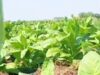 Kabar Baik Untuk Petani Bojonegoro, Bantuan Bibit Tembakau Bisa Diajukan Kolektif IMG 20260608 WA0010