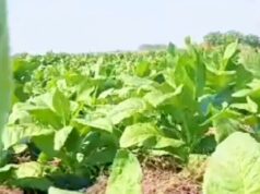 Kabar Baik Untuk Petani Bojonegoro, Bantuan Bibit Tembakau Bisa Diajukan Kolektif IMG 20260608 WA0010
