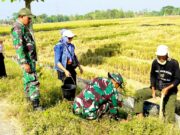 Aksi Nyata Kodim Bojonegoro, 2.000 Pohon Ditanam di Area Embung IMG 20260609 WA0019