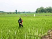 Babinsa Karangbinangun Lamongan Terjun Langsung ke Sawah, Wujud Nyata Dukung Ketahanan Pangan IMG 20260610 WA0001