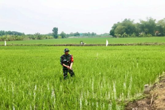 Babinsa Karangbinangun Lamongan Terjun Langsung ke Sawah, Wujud Nyata Dukung Ketahanan Pangan IMG 20260610 WA0001