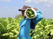 Petani Tembakau Bojonegoro Belajar Teknologi Baru, Siap Hadapi Musim Tanam IMG 20260610 WA0004