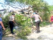 Pohon Roboh di Jalur Utama Lamongan, Arus Lalu Lintas Kembali Lancar IMG 20260612 WA0018