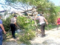 Pohon Roboh di Jalur Utama Lamongan, Arus Lalu Lintas Kembali Lancar IMG 20260612 WA0018