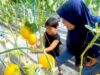 Ratusan Warga Serbu Wisata Petik Melon Hidroponik di Sumberrejo Bojonegoro IMG 20260616 WA0004