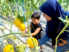 Ratusan Warga Serbu Wisata Petik Melon Hidroponik di Sumberrejo Bojonegoro IMG 20260616 WA0004