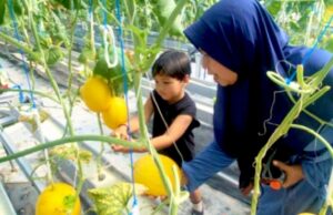 Ratusan Warga Serbu Wisata Petik Melon Hidroponik di Sumberrejo Bojonegoro IMG 20260616 WA0004