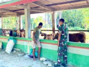 Yonif TP 885 Belibis Putih Turun Kandang Bojonegoro, Pelajari Rahasia Sukses Ternak Sapi IMG 20260619 WA0056