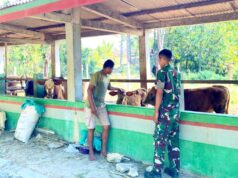 Yonif TP 885 Belibis Putih Turun Kandang Bojonegoro, Pelajari Rahasia Sukses Ternak Sapi IMG 20260619 WA0056